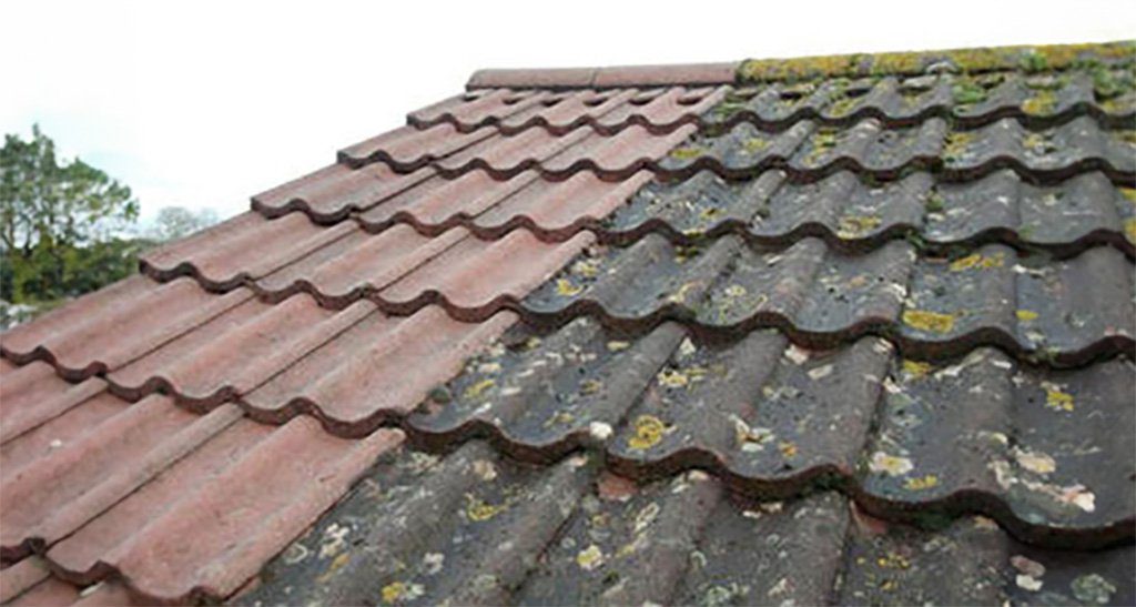 Moss Removal